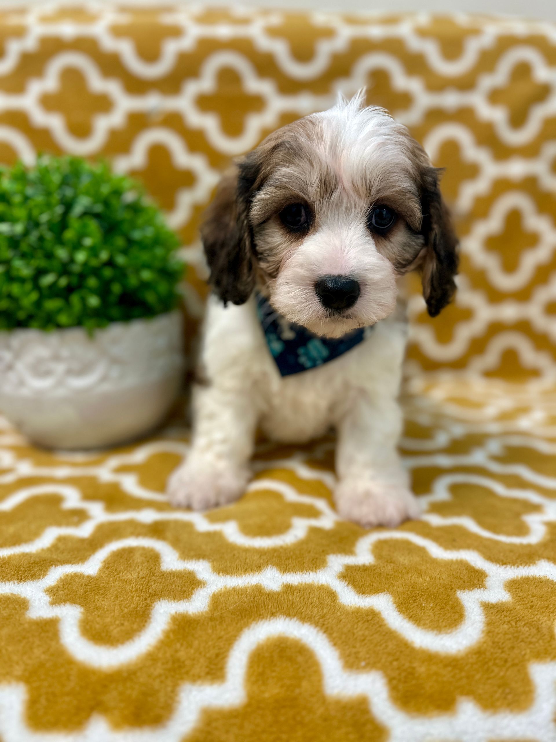 Love At First Sight Pet Center Hattiesburg, MS