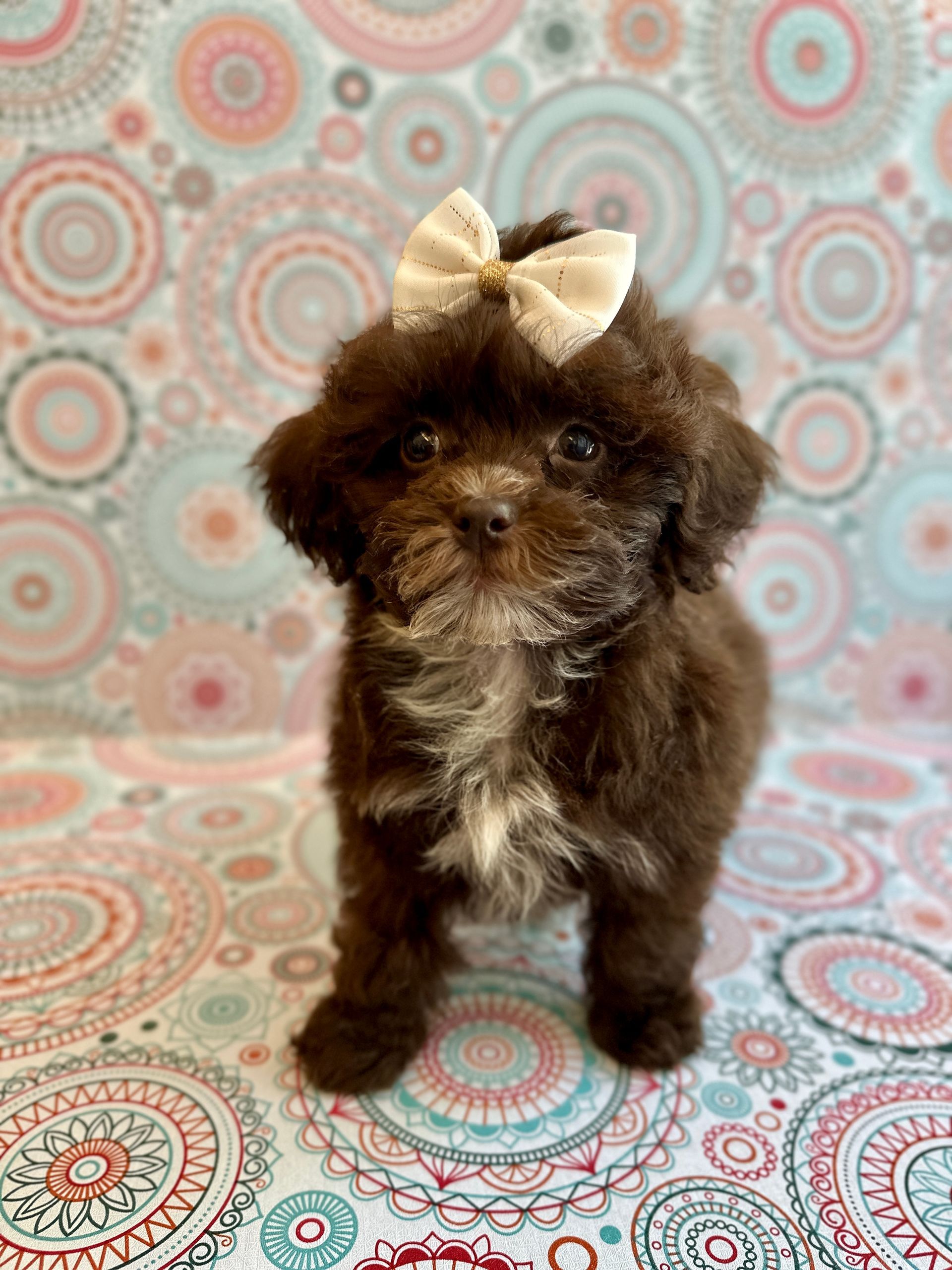 Love At First Sight Pet Center Hattiesburg, MS