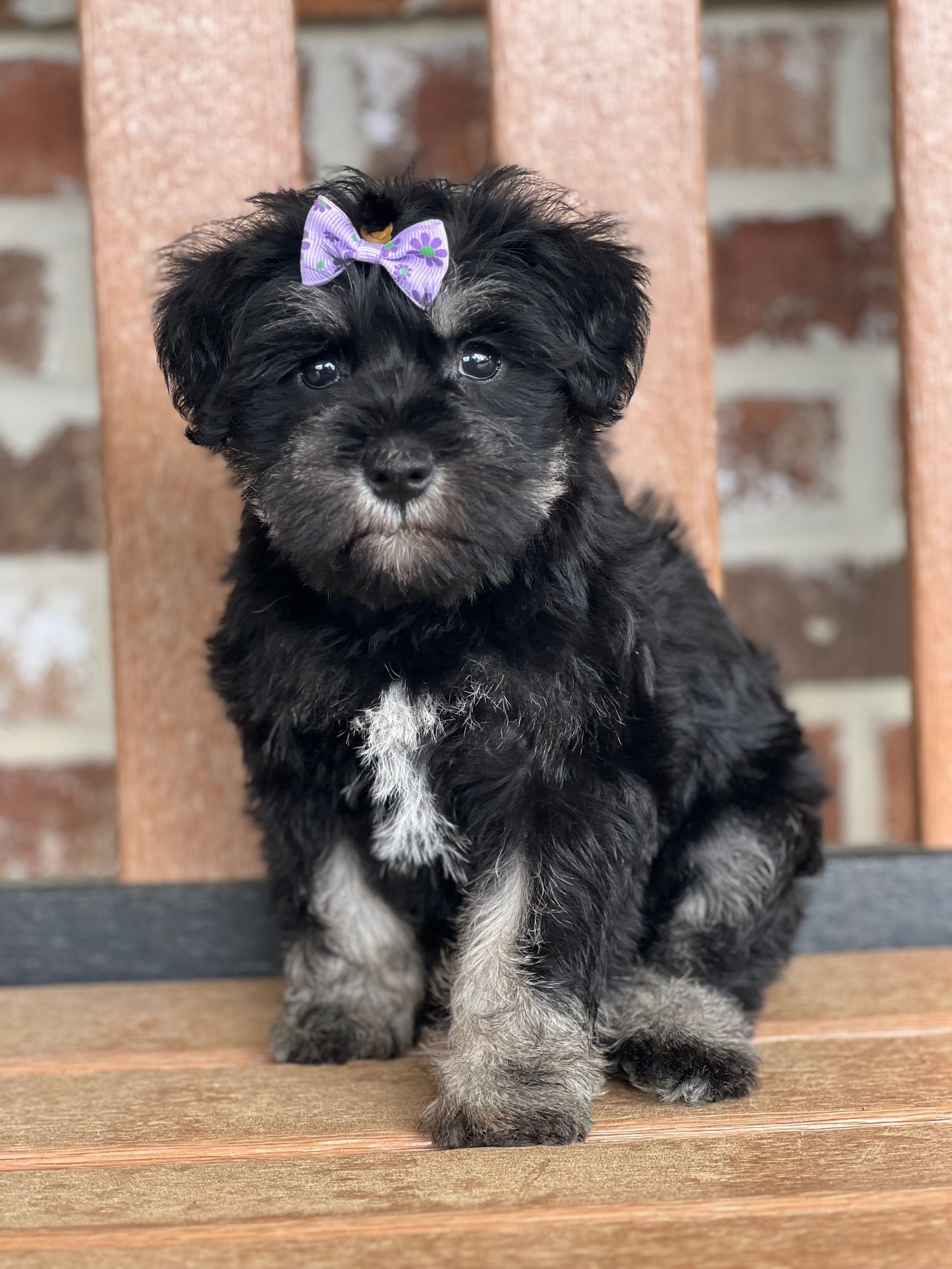Love At First Sight Pet Center Hattiesburg, MS