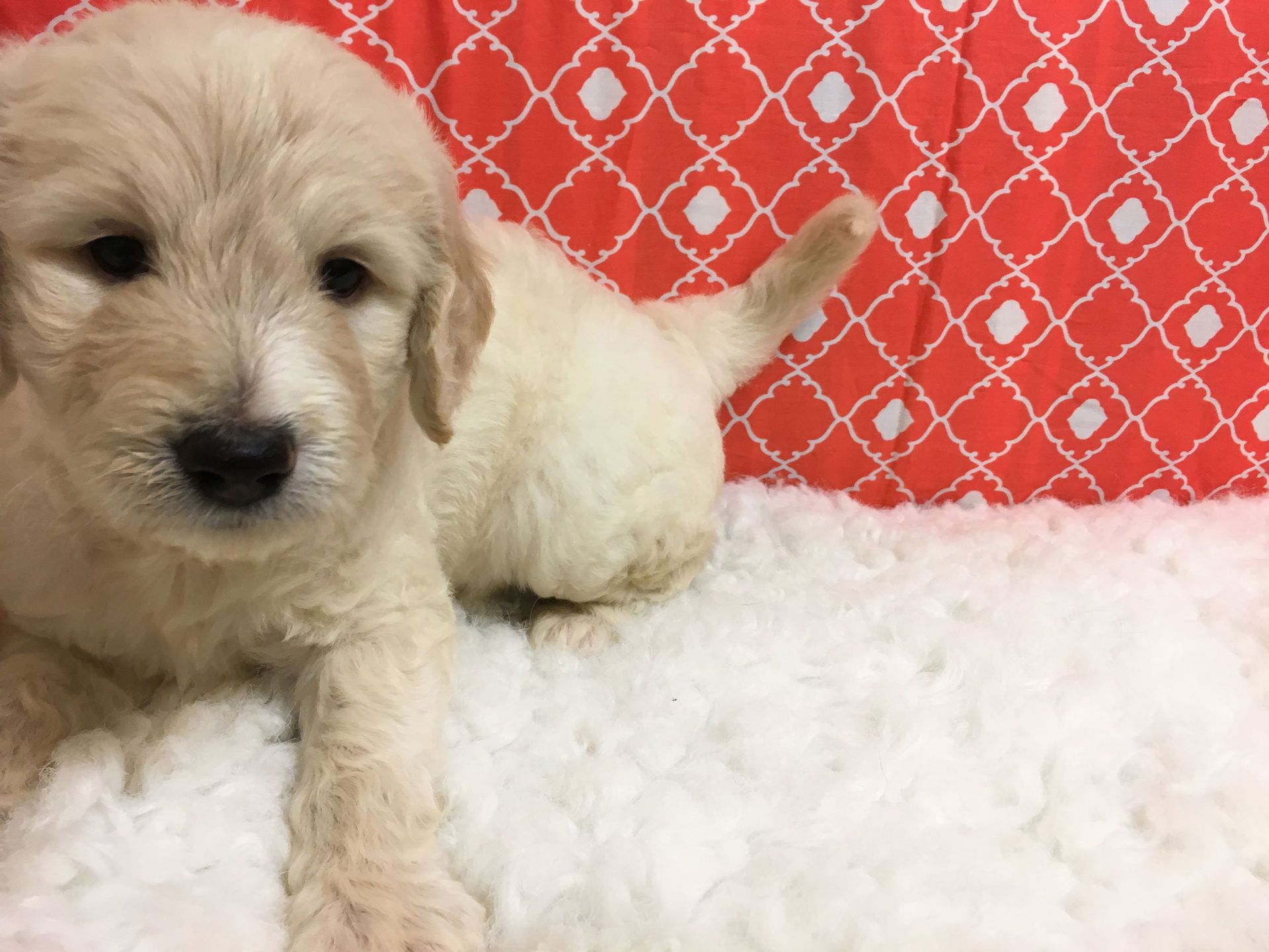 Love At First Sight Pet Center Hattiesburg, MS