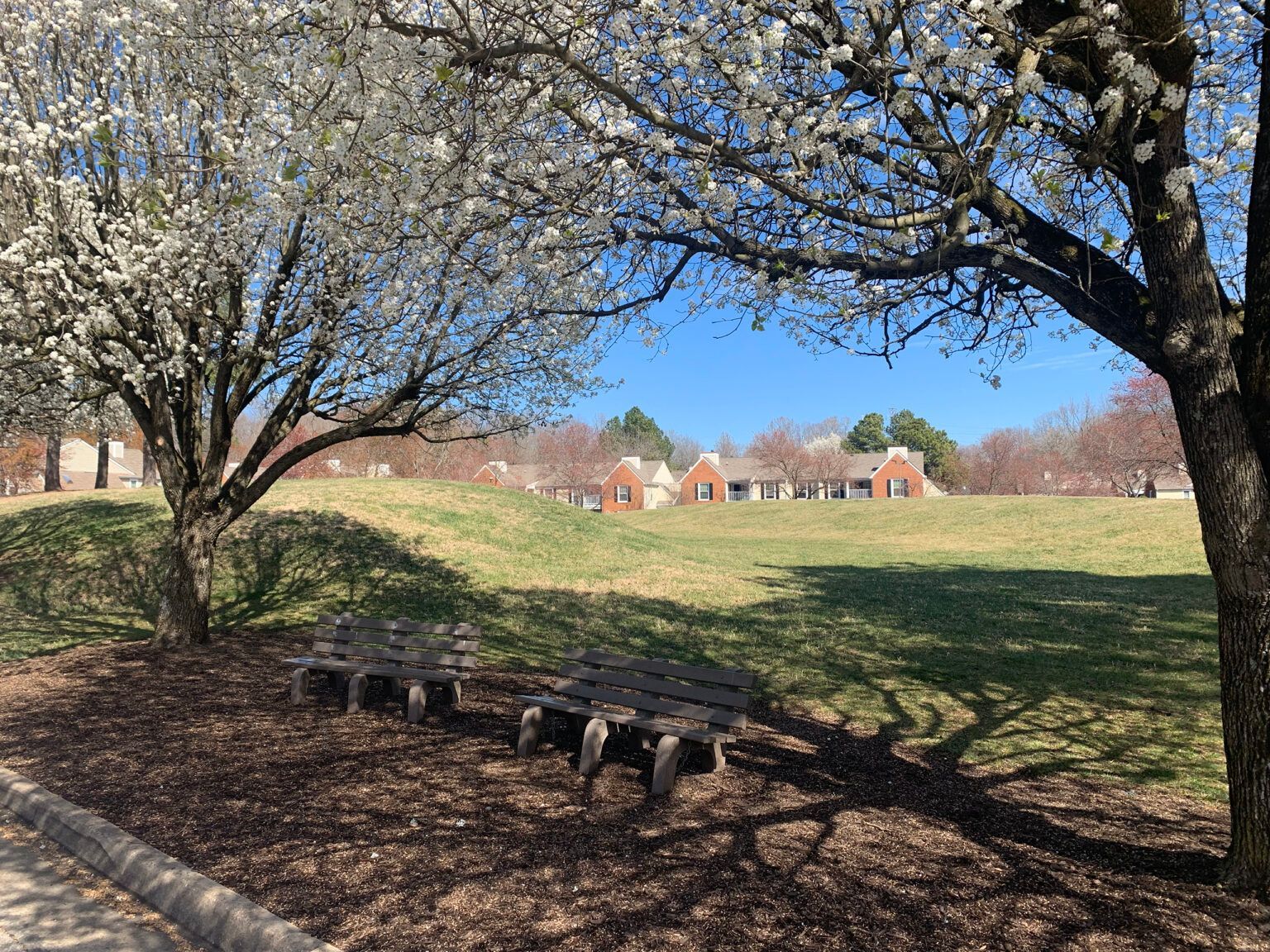 A park bench beneath blooming trees casting shadows on a grassy hill; houses in the background under a blue sky.