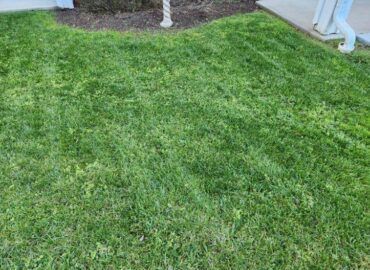 Green lawn with patchy yellow-green areas, next to a white post and house.