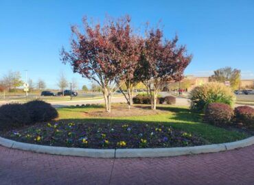 Landscaped roundabout with flowering trees, bushes, and a brick pathway on a sunny day.