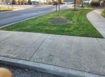 Sidewalk along green lawn and street with a tree in the middle.