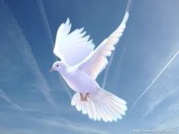 White dove flying against a blue sky with wispy clouds