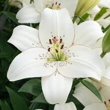 White lily flower with green leaves and pale pink stamens in close-up.