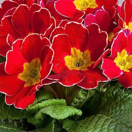 Red and yellow primrose flowers with green leaves