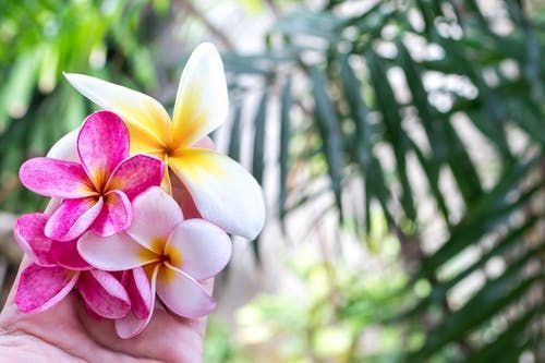 Hand holding pink and white plumeria flowers with yellow centers against a blurred tropical background