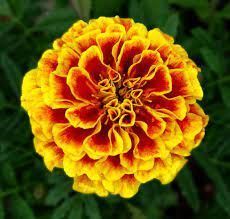 Bright yellow-orange marigold flower with ruffled petals against a dark green background