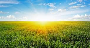 Sunlit green field under a bright blue sky with clouds