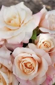 Soft pink and white roses in a close-up floral arrangement