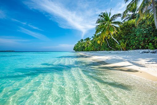 Tropical beach with turquoise water, white sand, and palm trees under a bright blue sky