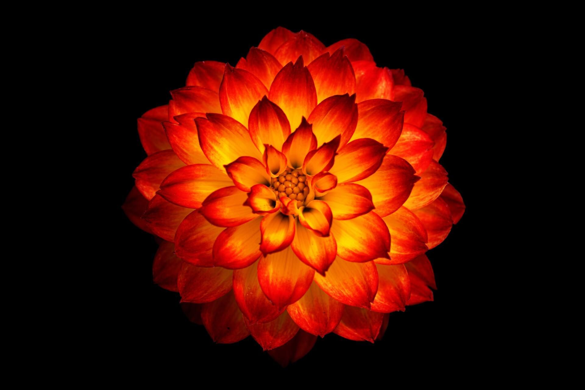 Bright orange-red flower centered on a black background