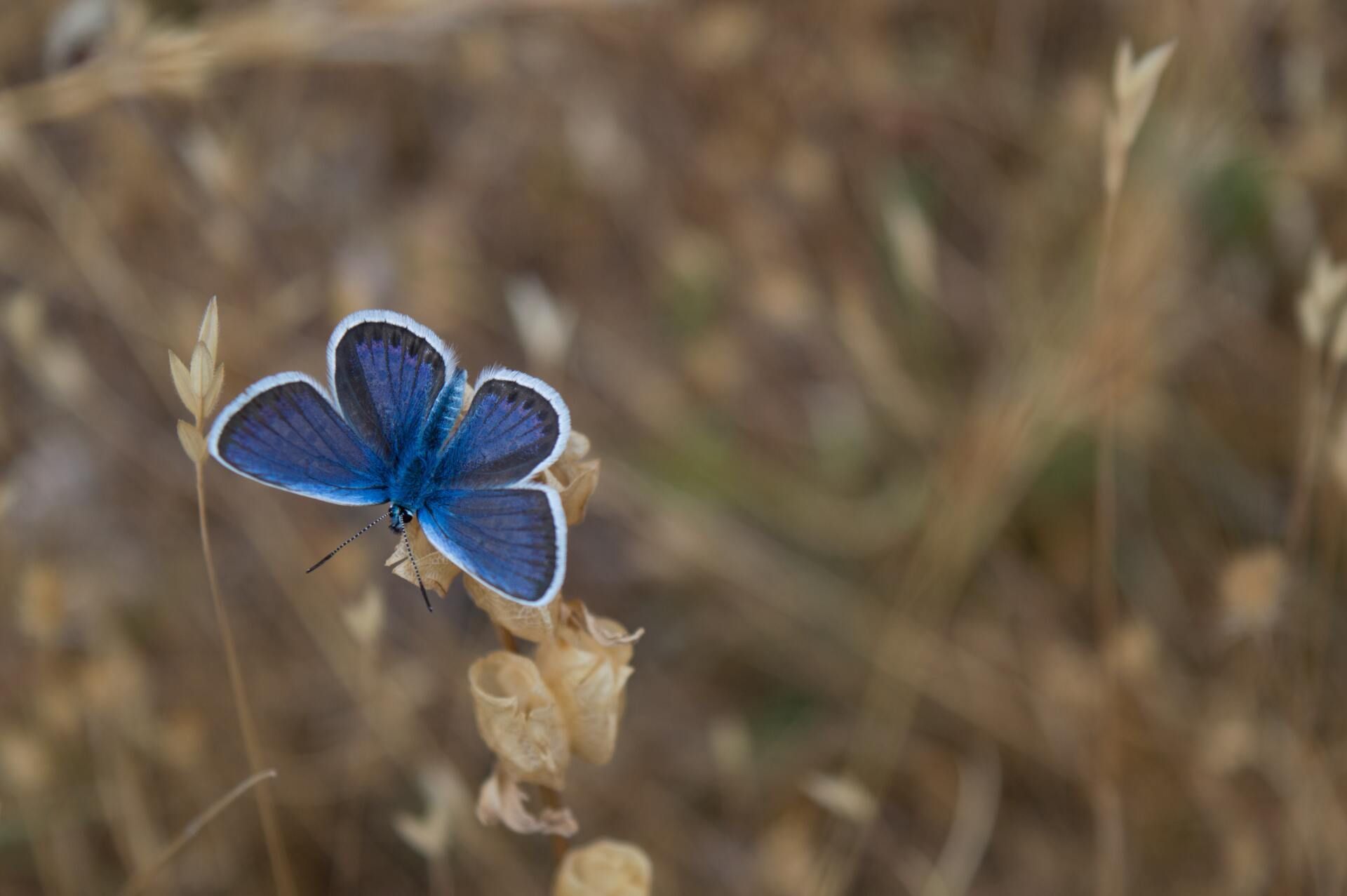 Blue butterfly perched on a dried plant against a blurred brown background