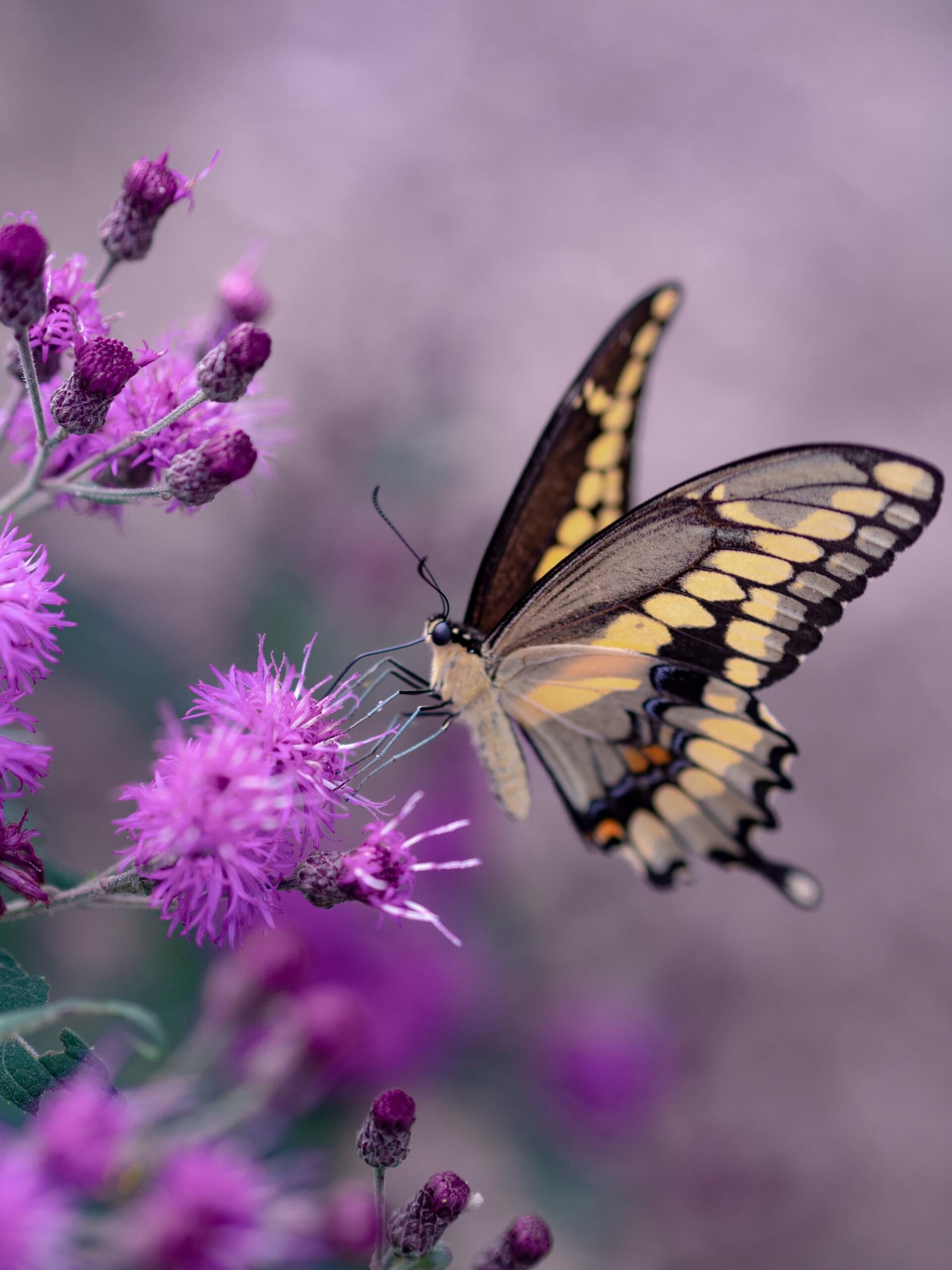Butterfly perched on purple flowers against a soft blurred lavender background