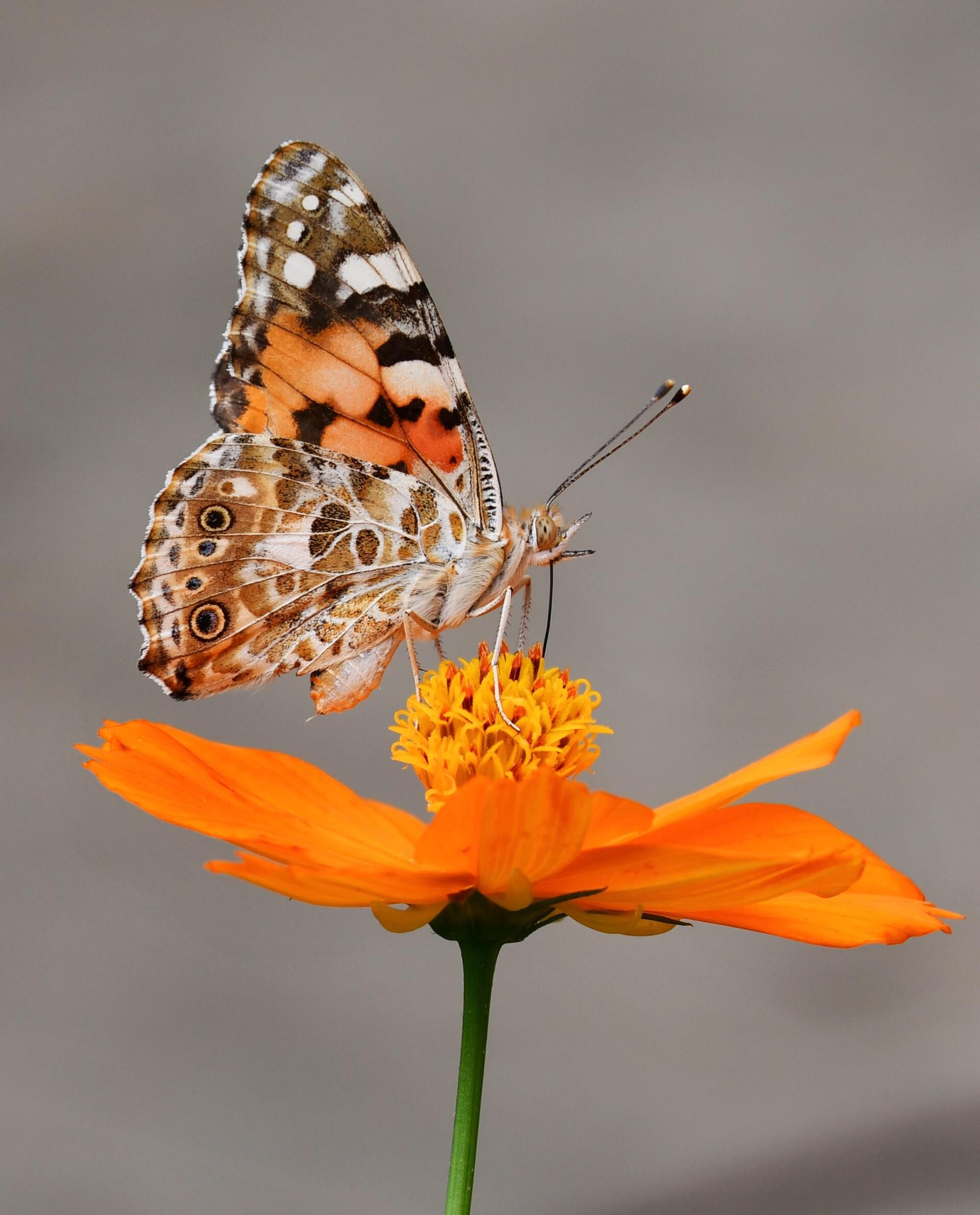Butterfly perched on a bright orange flower against a blurred gray background