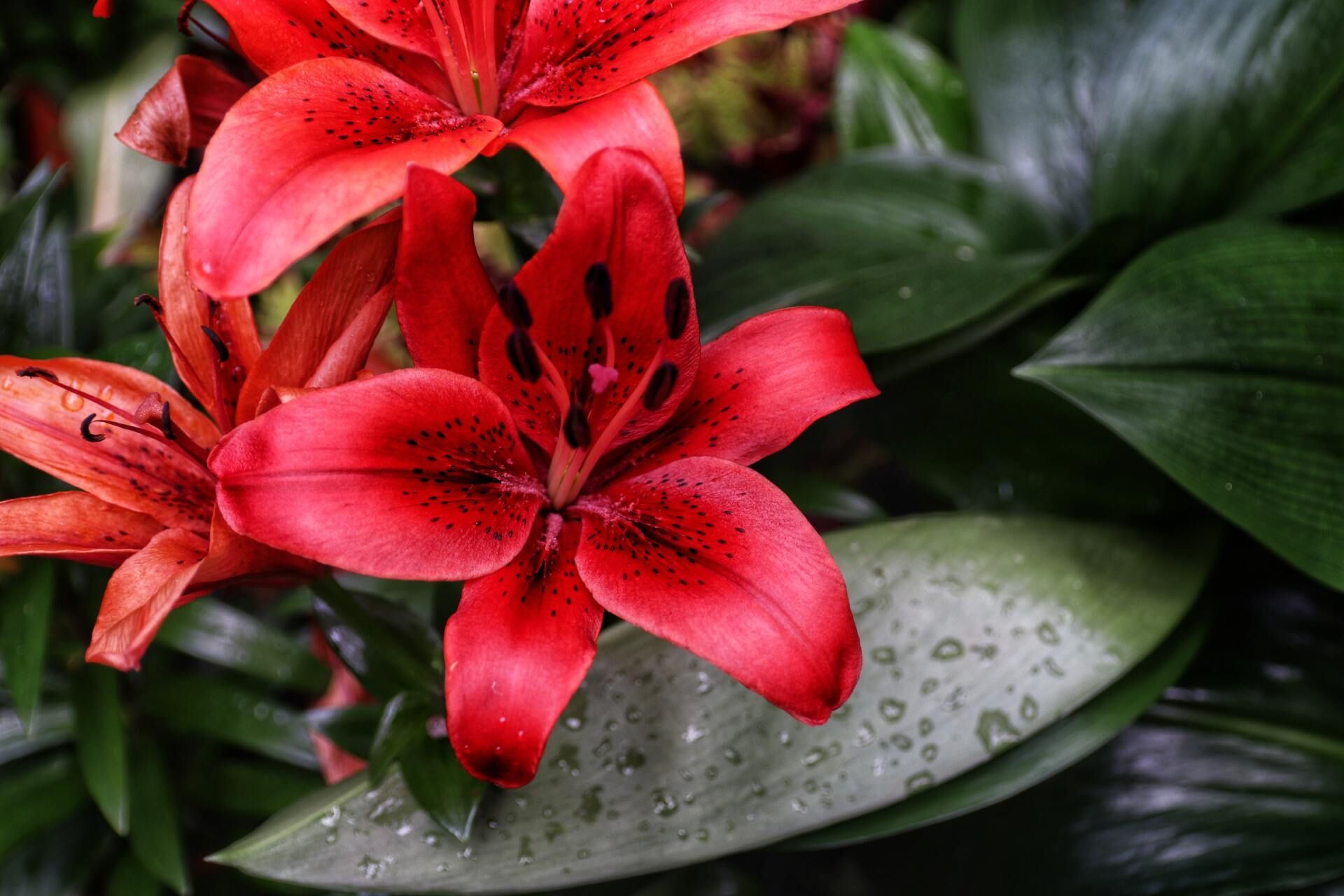 Bright red lilies with water droplets among glossy green leaves