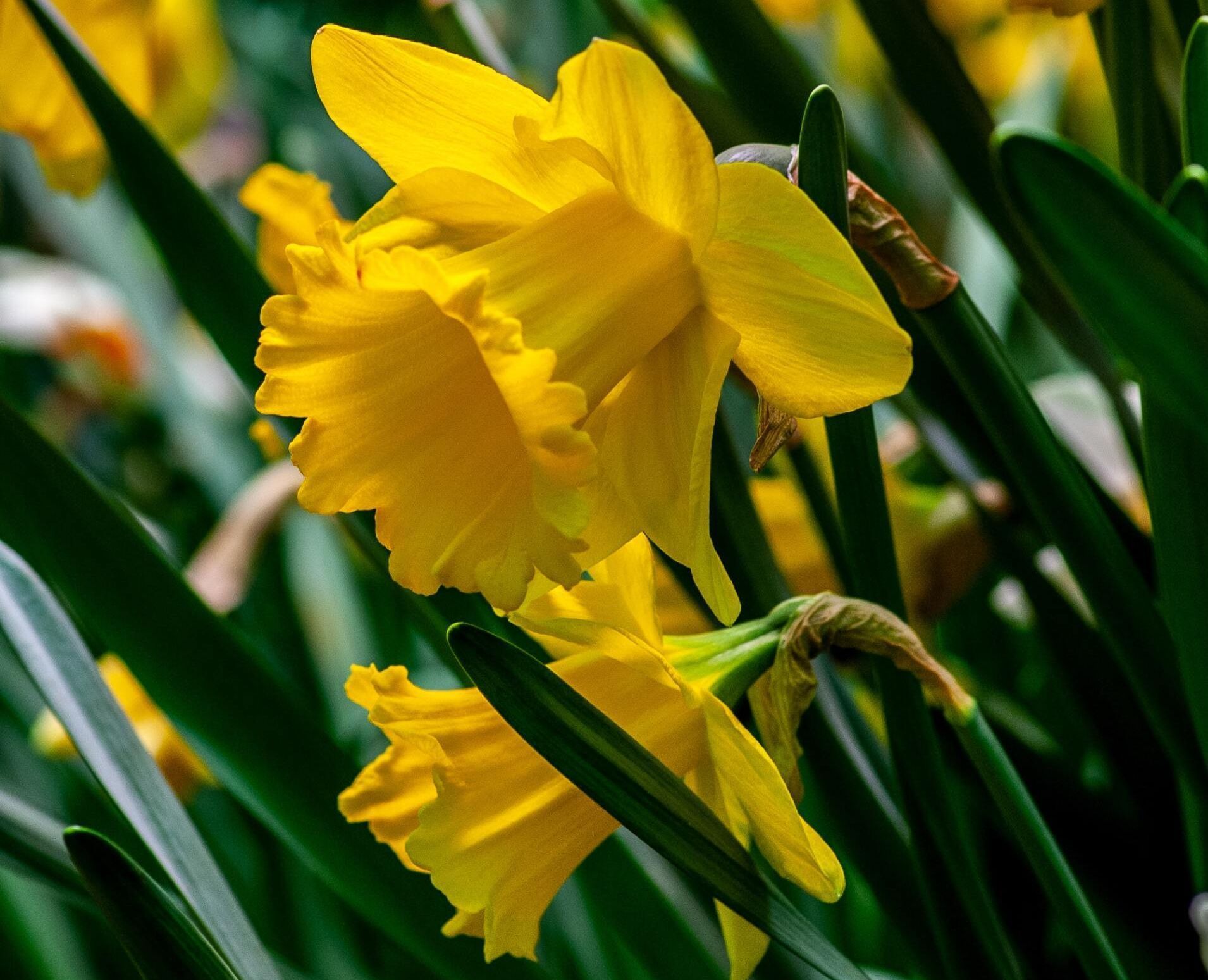 Close-up of bright yellow daffodils with green leaves in sunlight