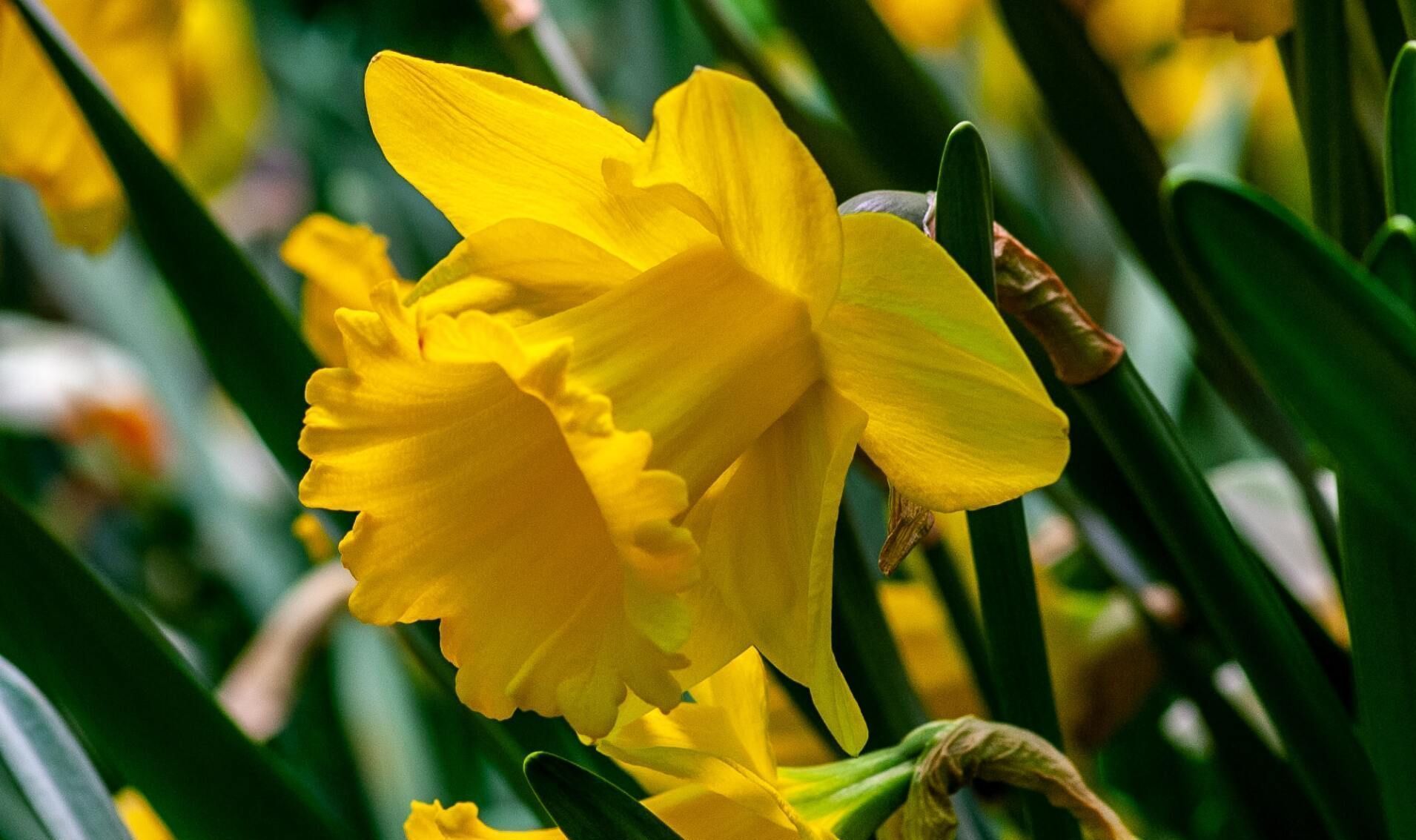 Close-up of bright yellow daffodils blooming among green leaves