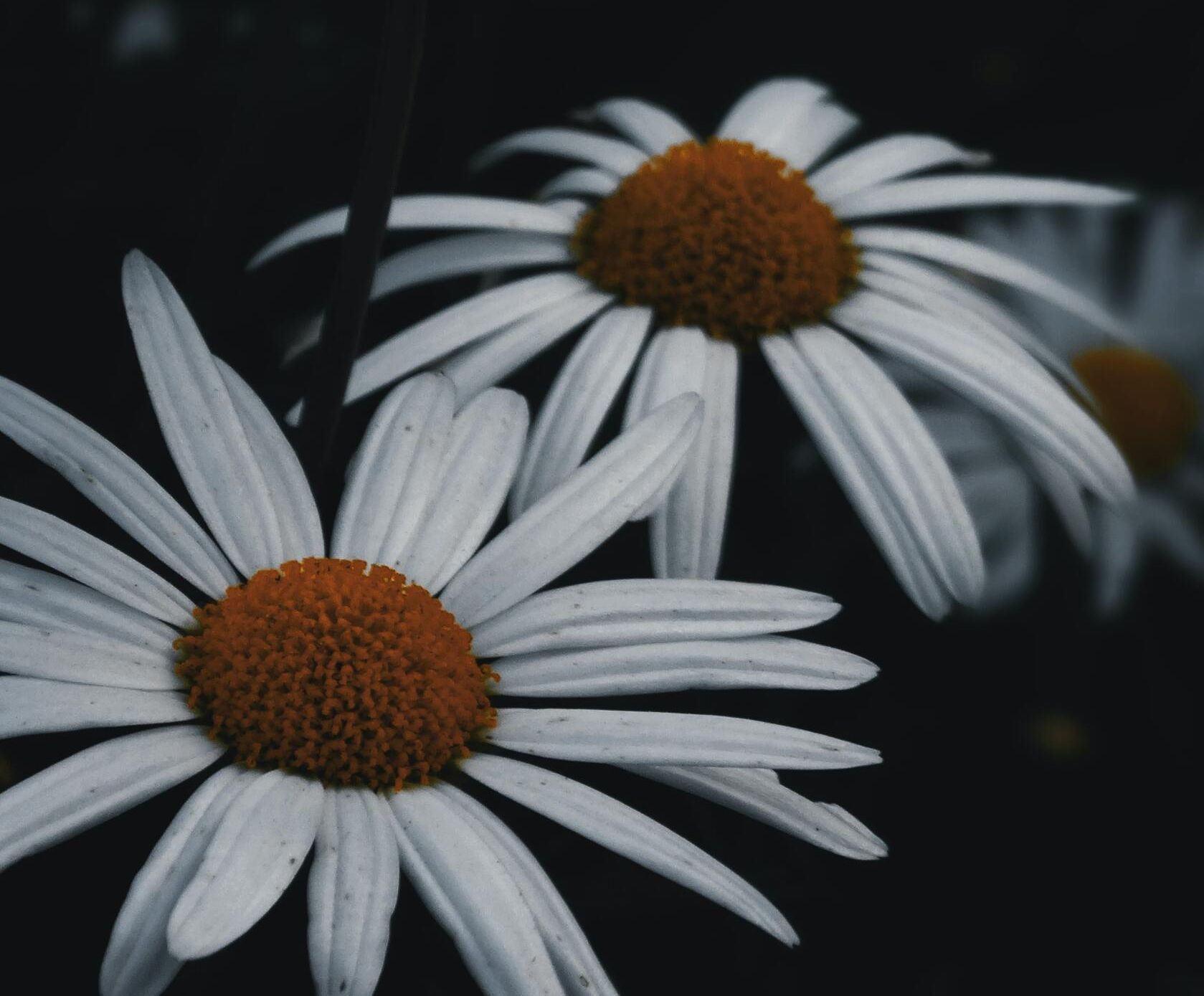 White daisies with orange centers against a dark background