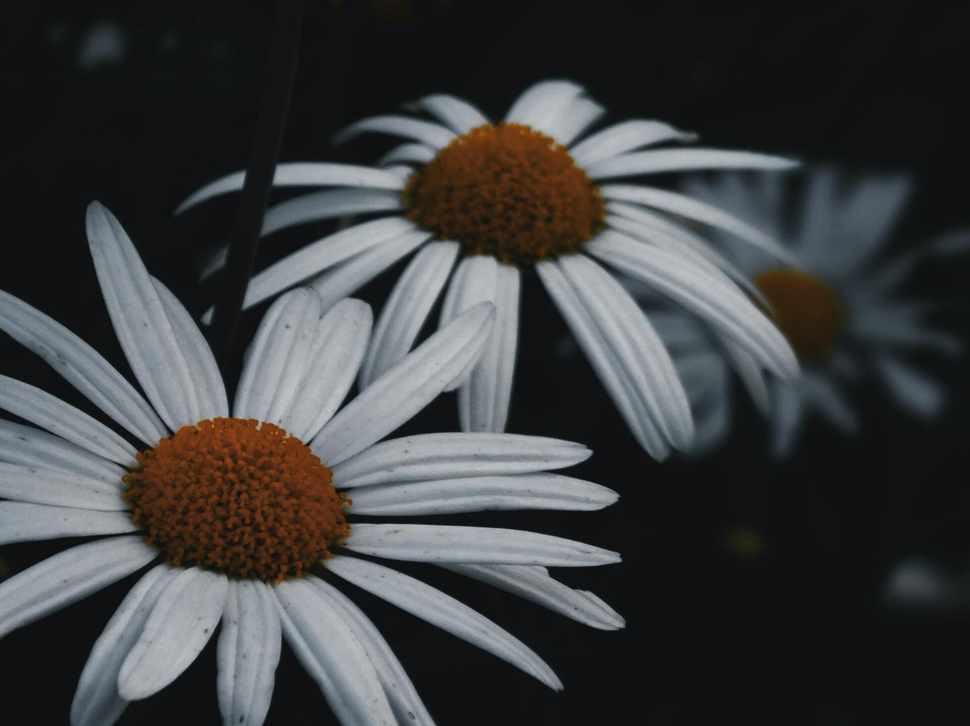 White daisies with orange centers against a dark background