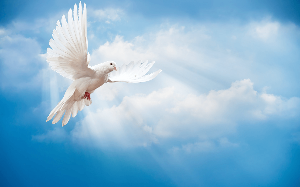 White dove flying against a bright blue sky with soft clouds and sun rays