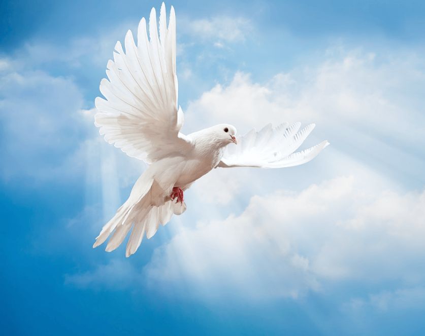 White dove flying against a bright blue sky with soft clouds