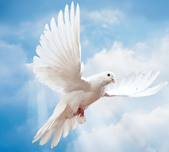 White dove flying against a blue sky with wings spread wide