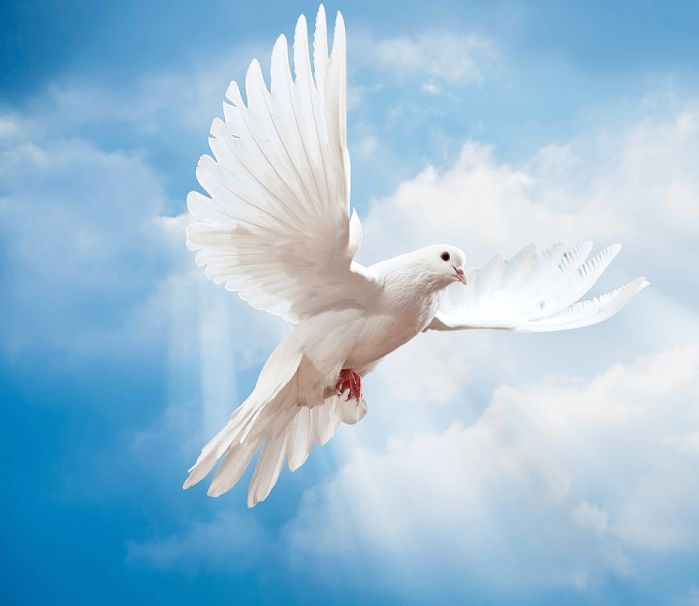 White dove in flight against a bright blue sky with soft clouds