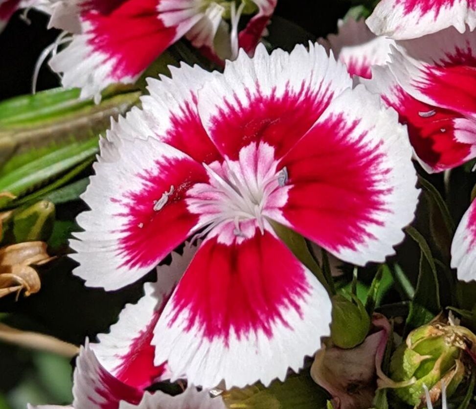 Pink-and-white carnation flowers blooming among green leaves and stems