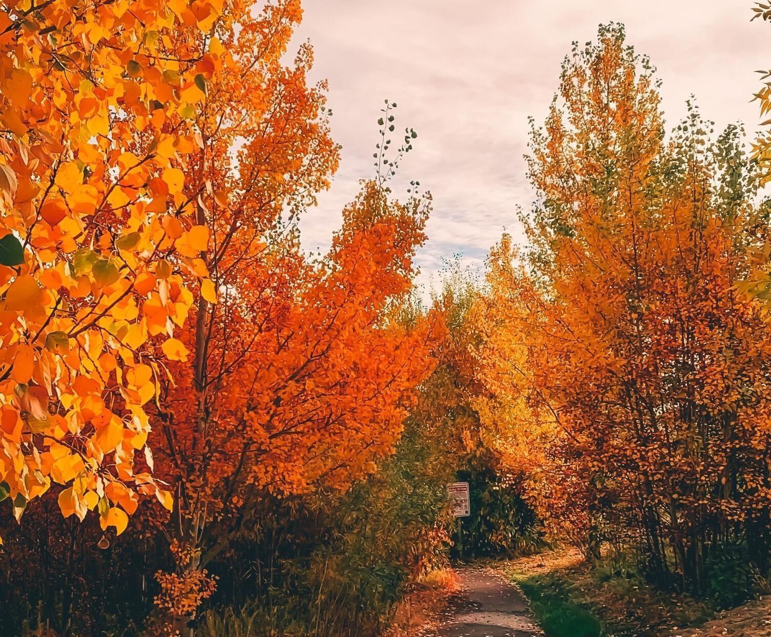 Autumn trees with vibrant orange and yellow leaves lining a narrow dirt path under a cloudy sky