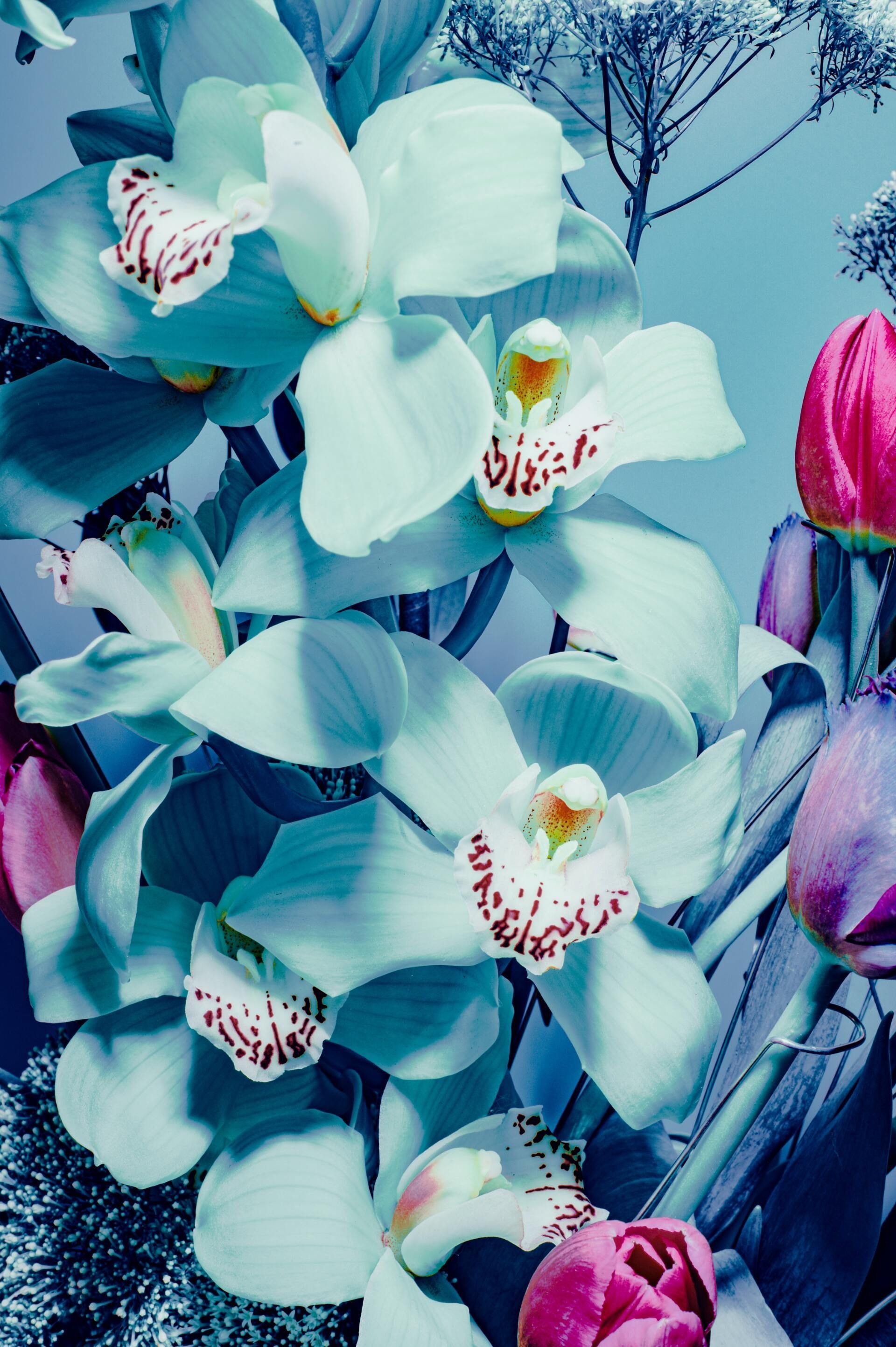 Blue and white orchids with pink buds against a soft blue background