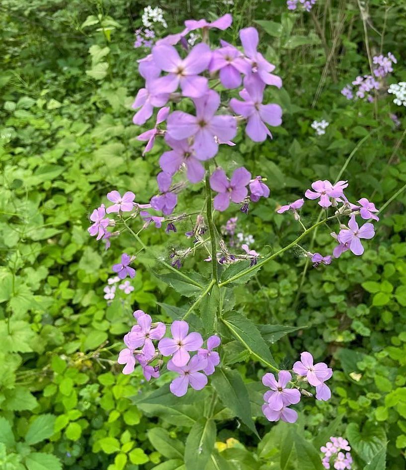 Cluster of small purple wildflowers with green leaves growing in a leafy outdoor setting