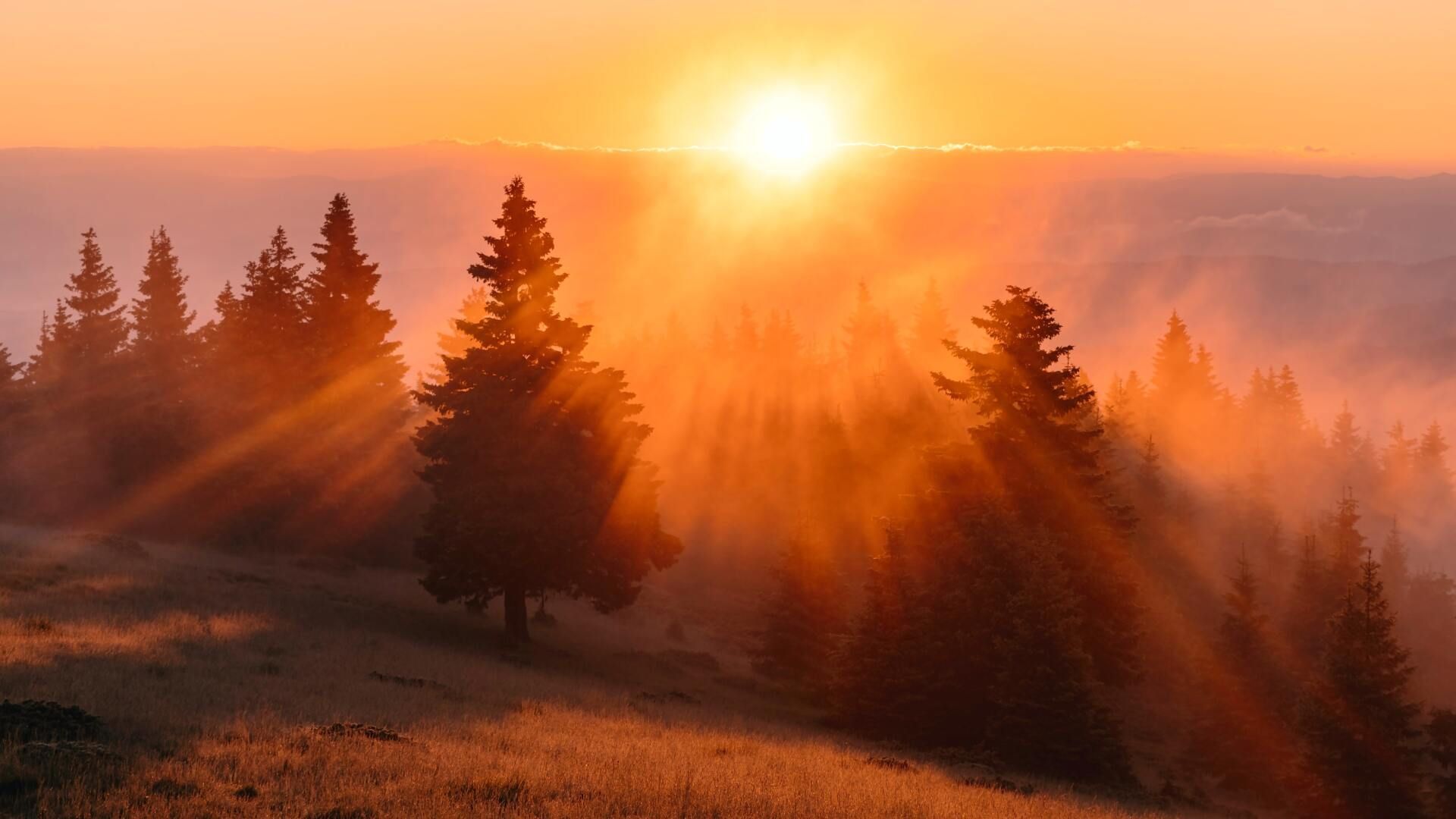 Sunrise over a misty pine forest, with golden light streaming through the trees.