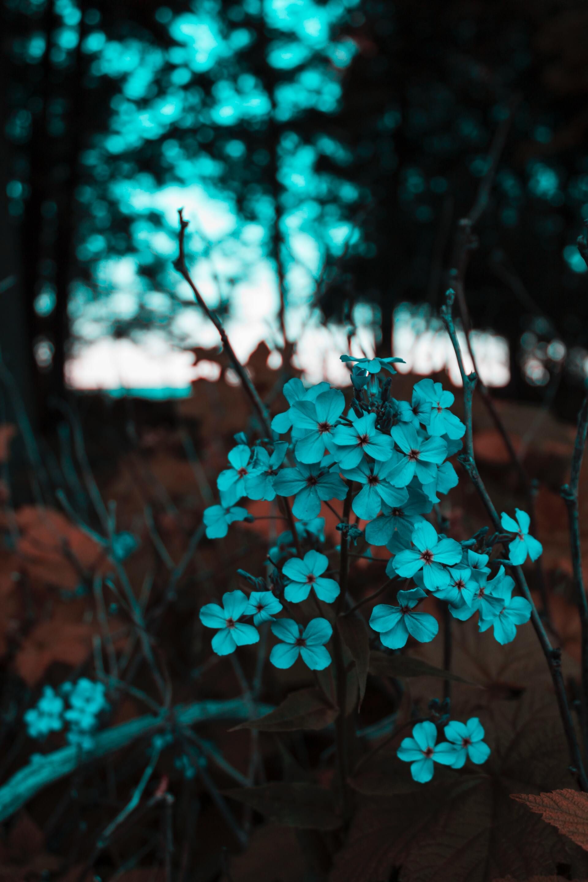 Teal flowers in focus among dark foliage, with a blurred outdoor background
