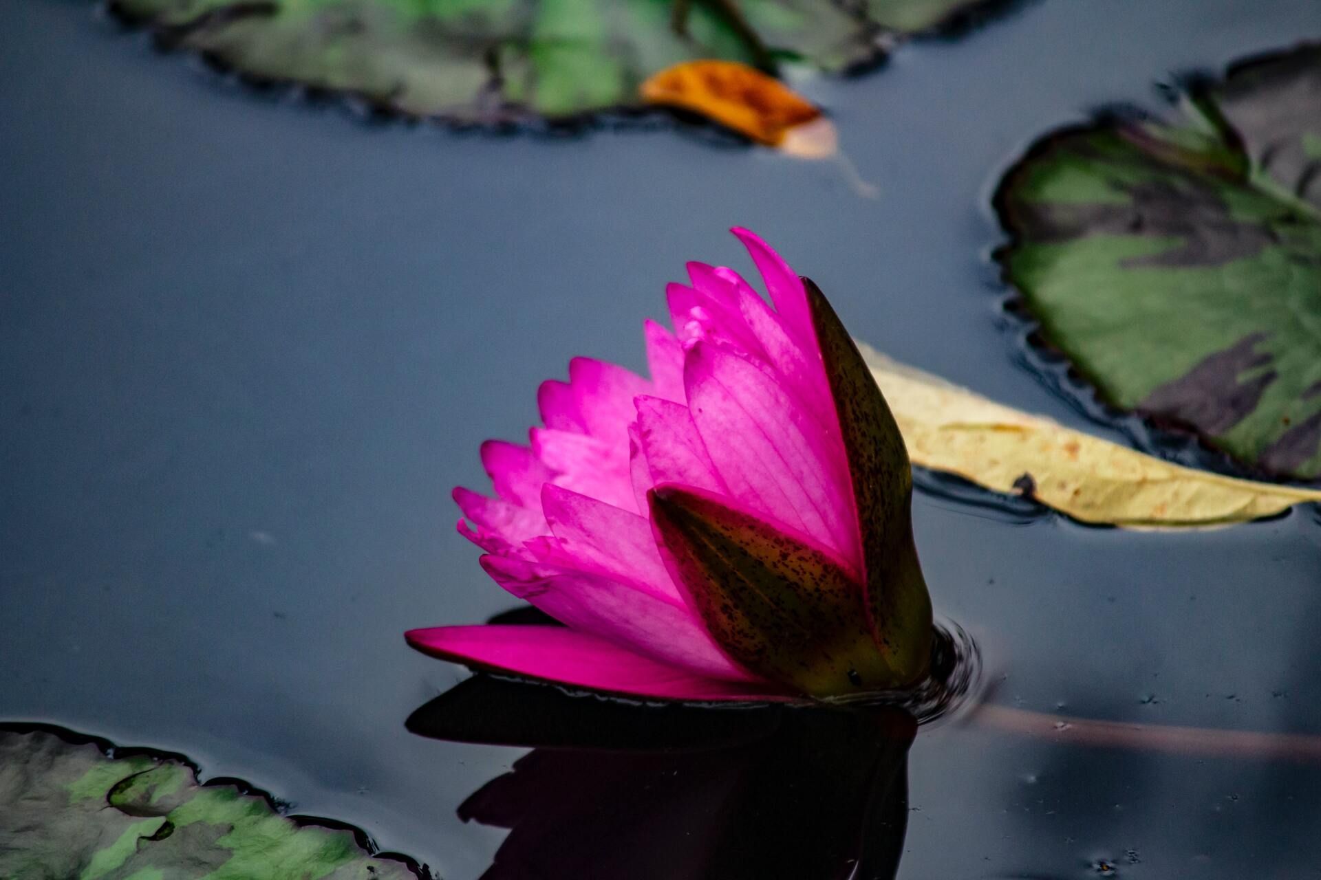Bright pink water lily floating on dark pond water with lily pads nearby
