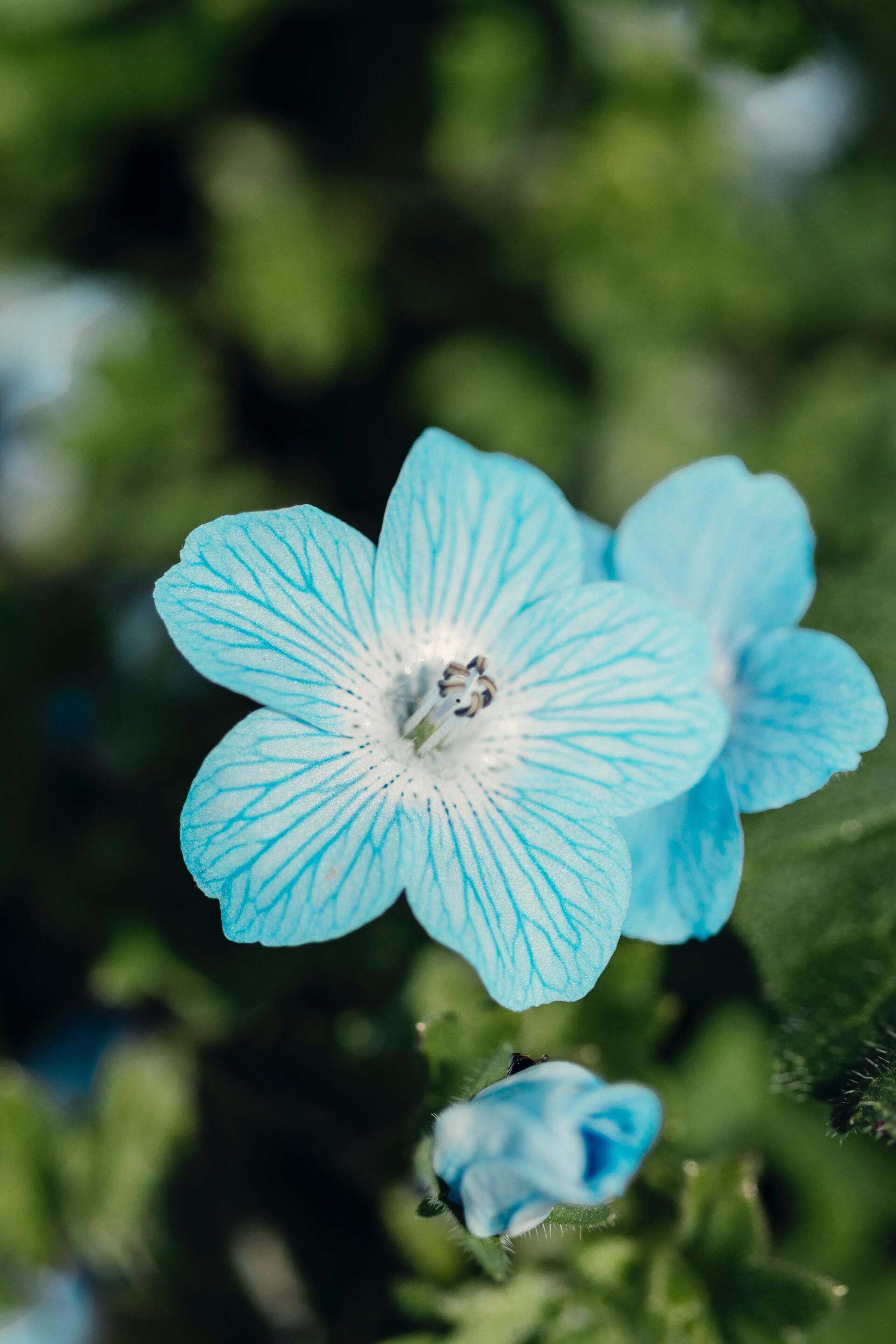 Light blue flower in bloom with a small bud against a blurred green background