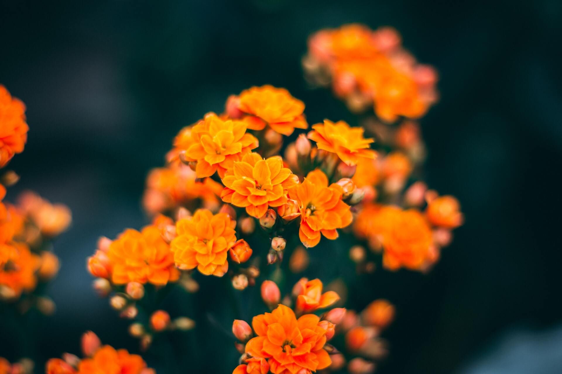 Cluster of bright orange flowers against a dark blurred background