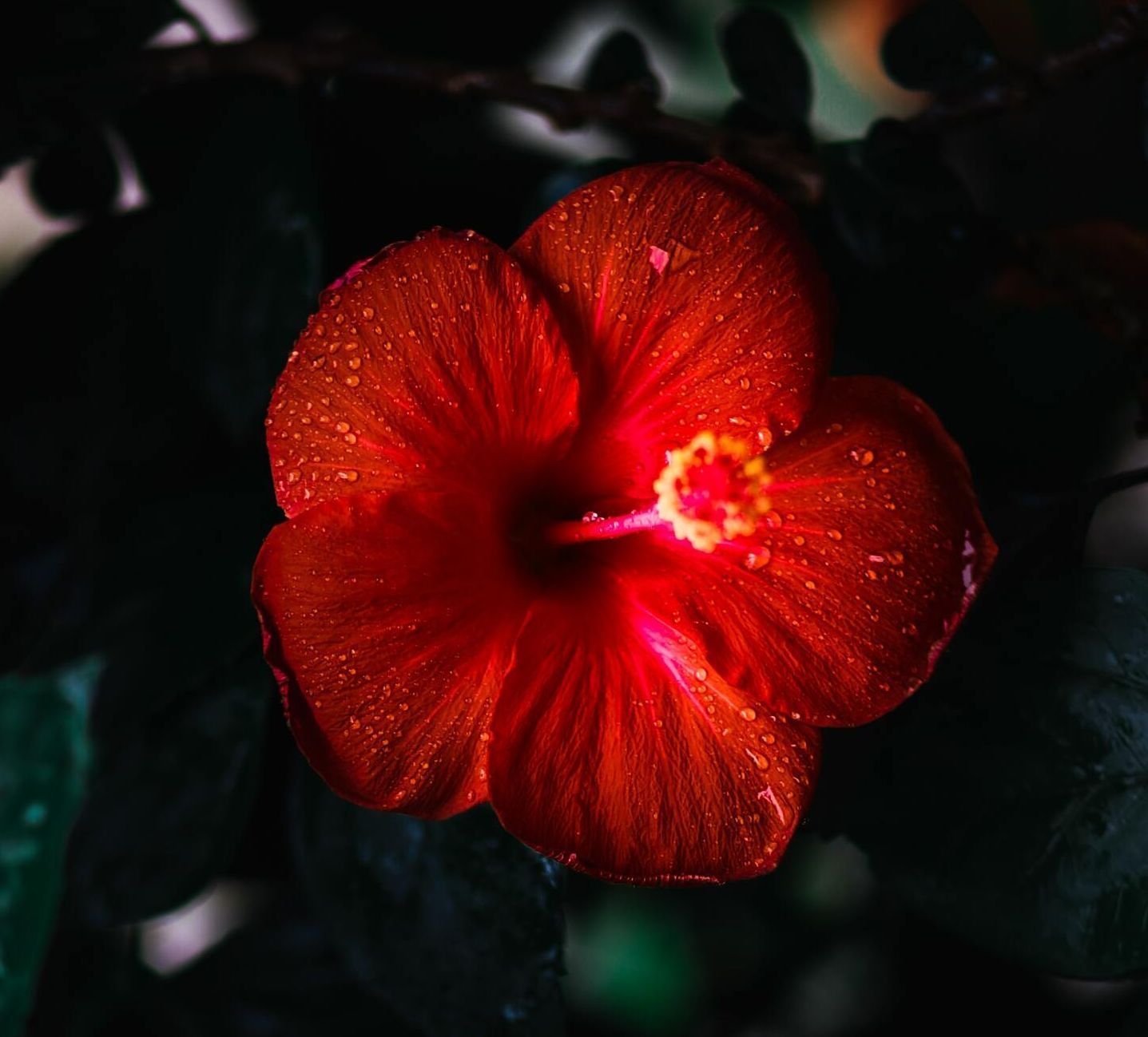 Red hibiscus flower with a bright yellow center against a dark background