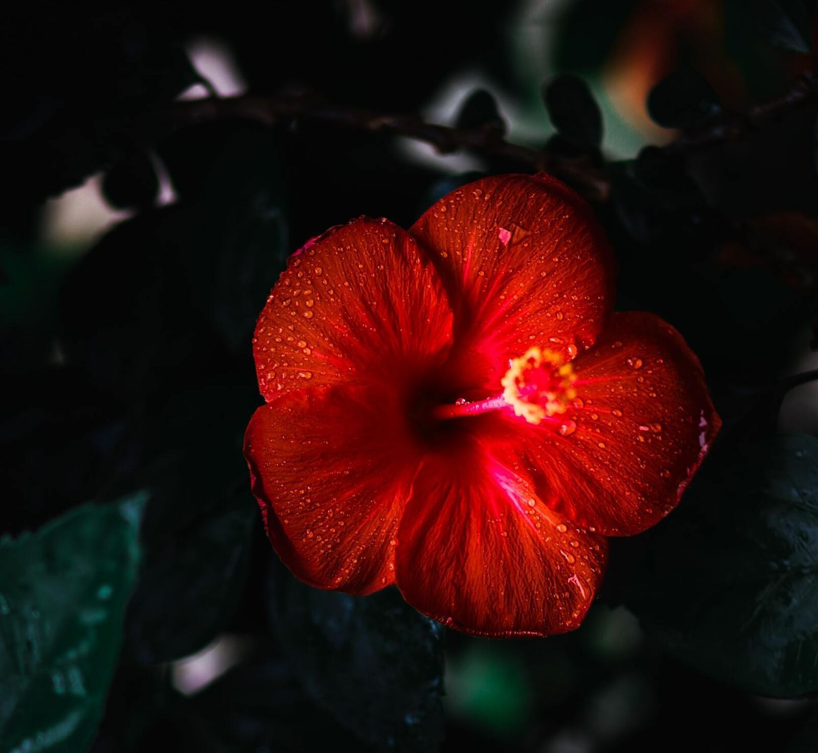Close-up of a vibrant red hibiscus flower against a dark, blurred background.