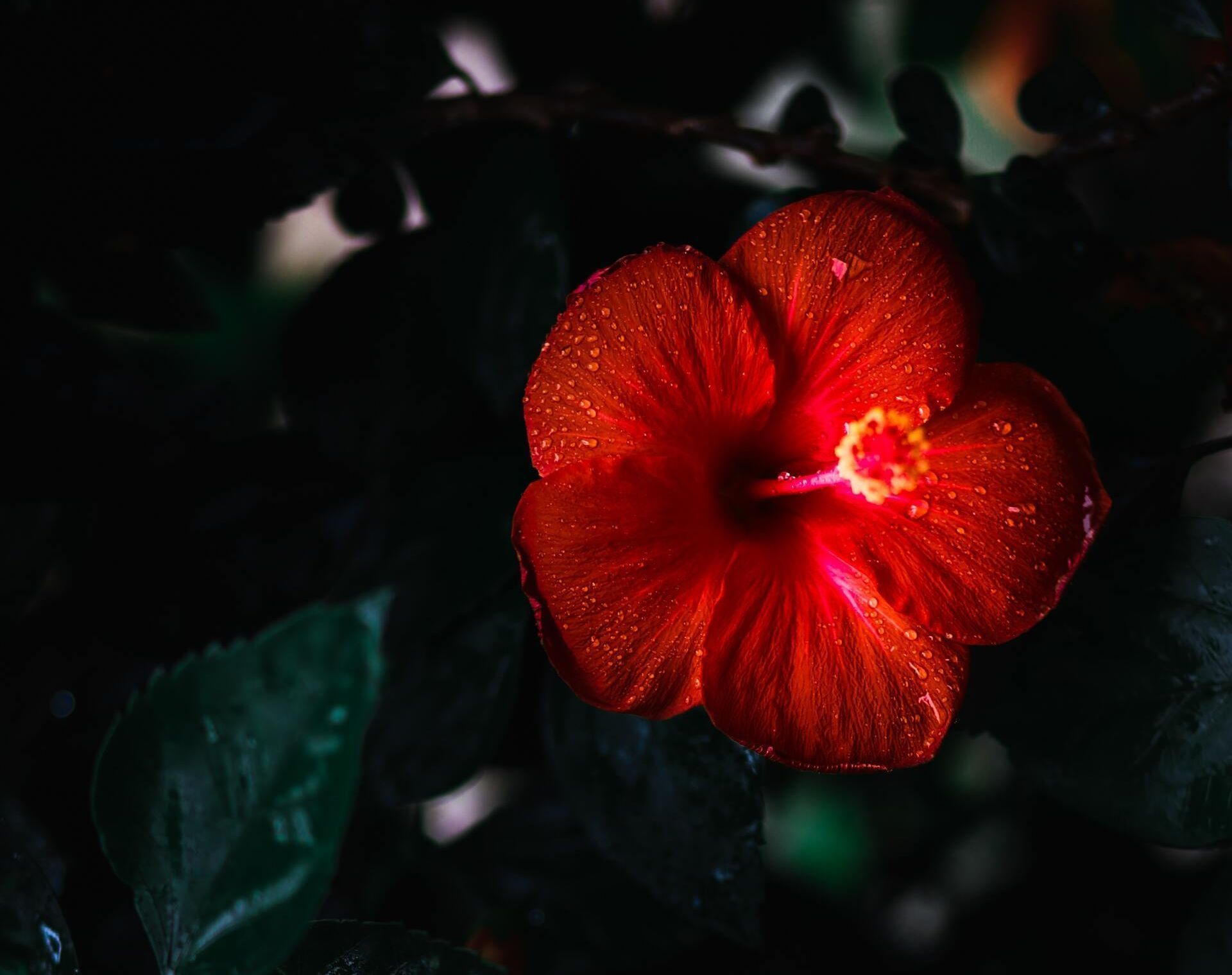 Red hibiscus flower blooming against a dark background.