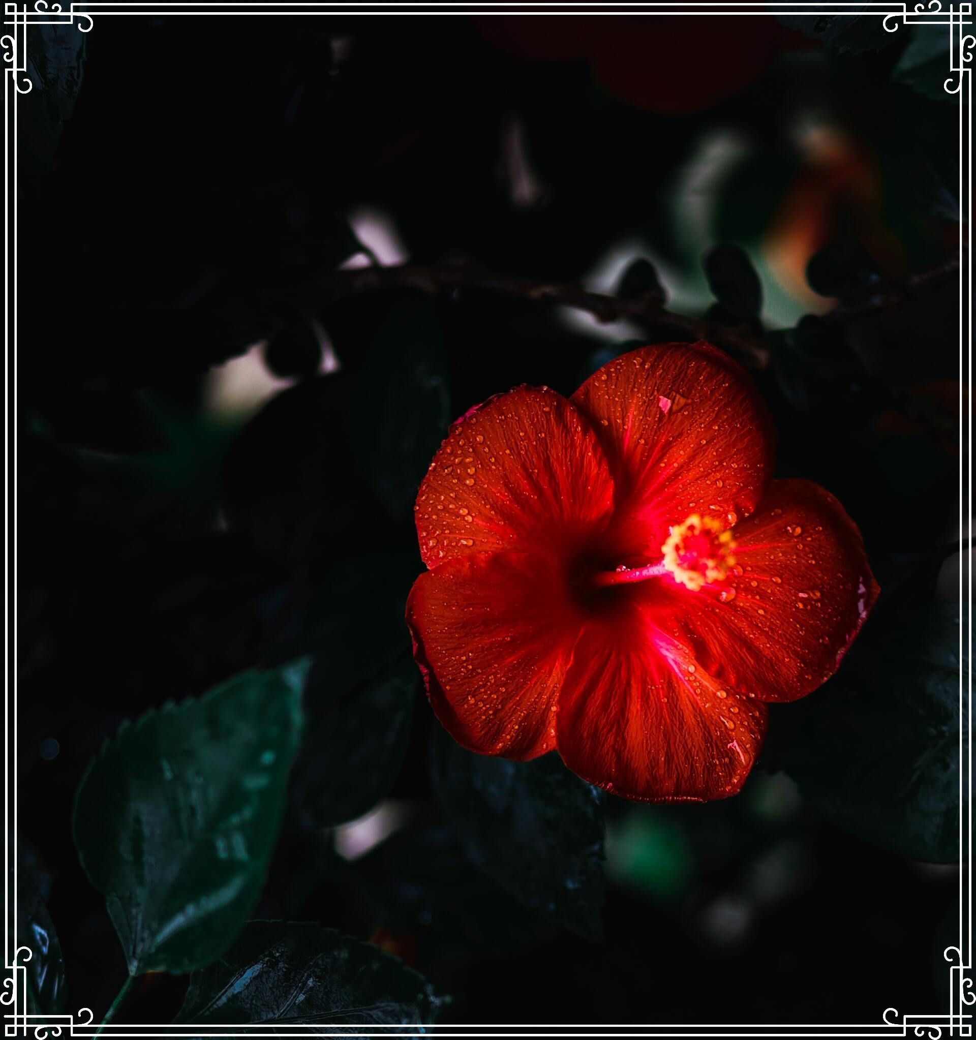 Bright red hibiscus flower against a dark, leafy background