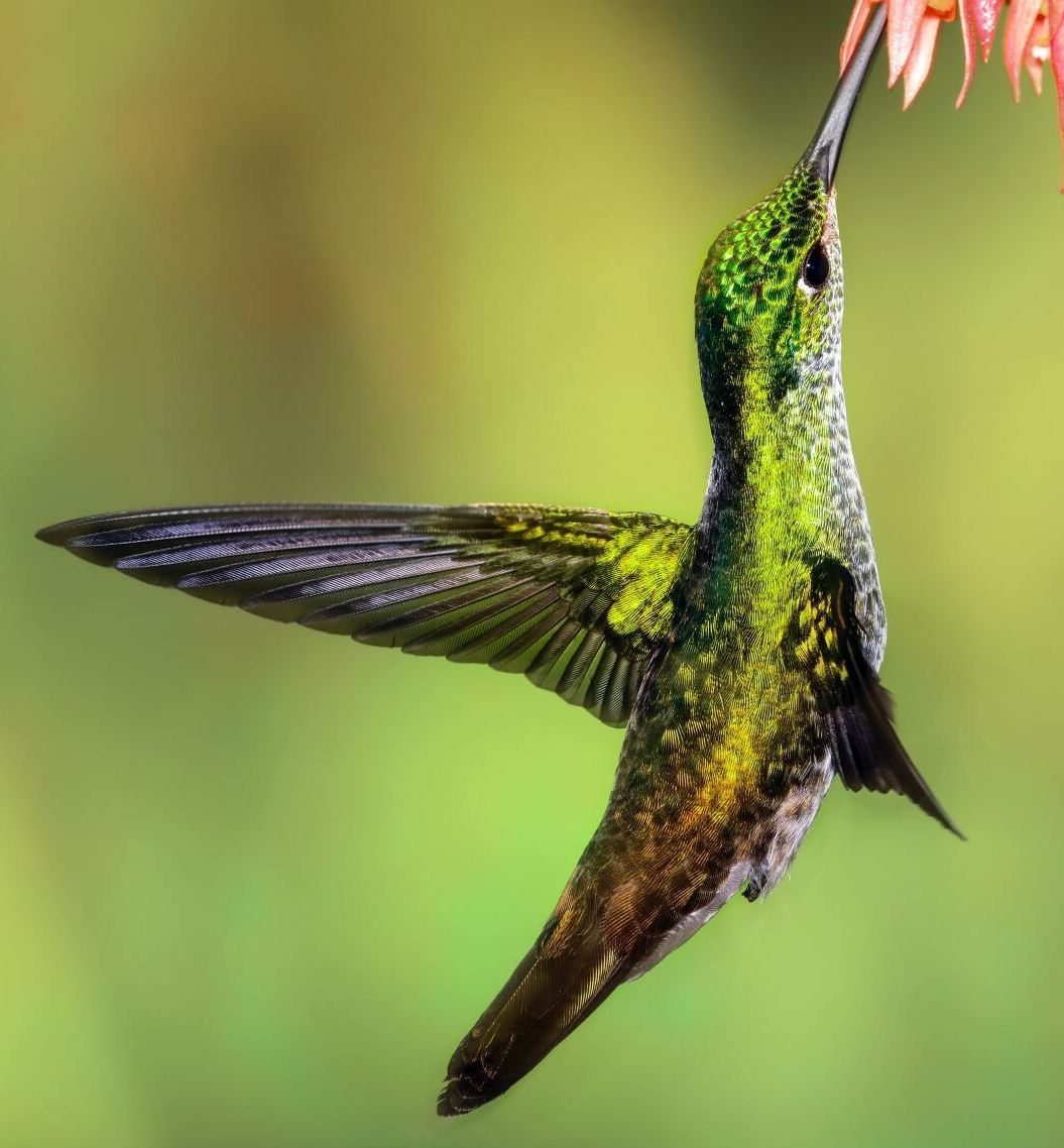 Green and black hummingbird hovering beneath a red flower, sipping nectar against a blurred green background