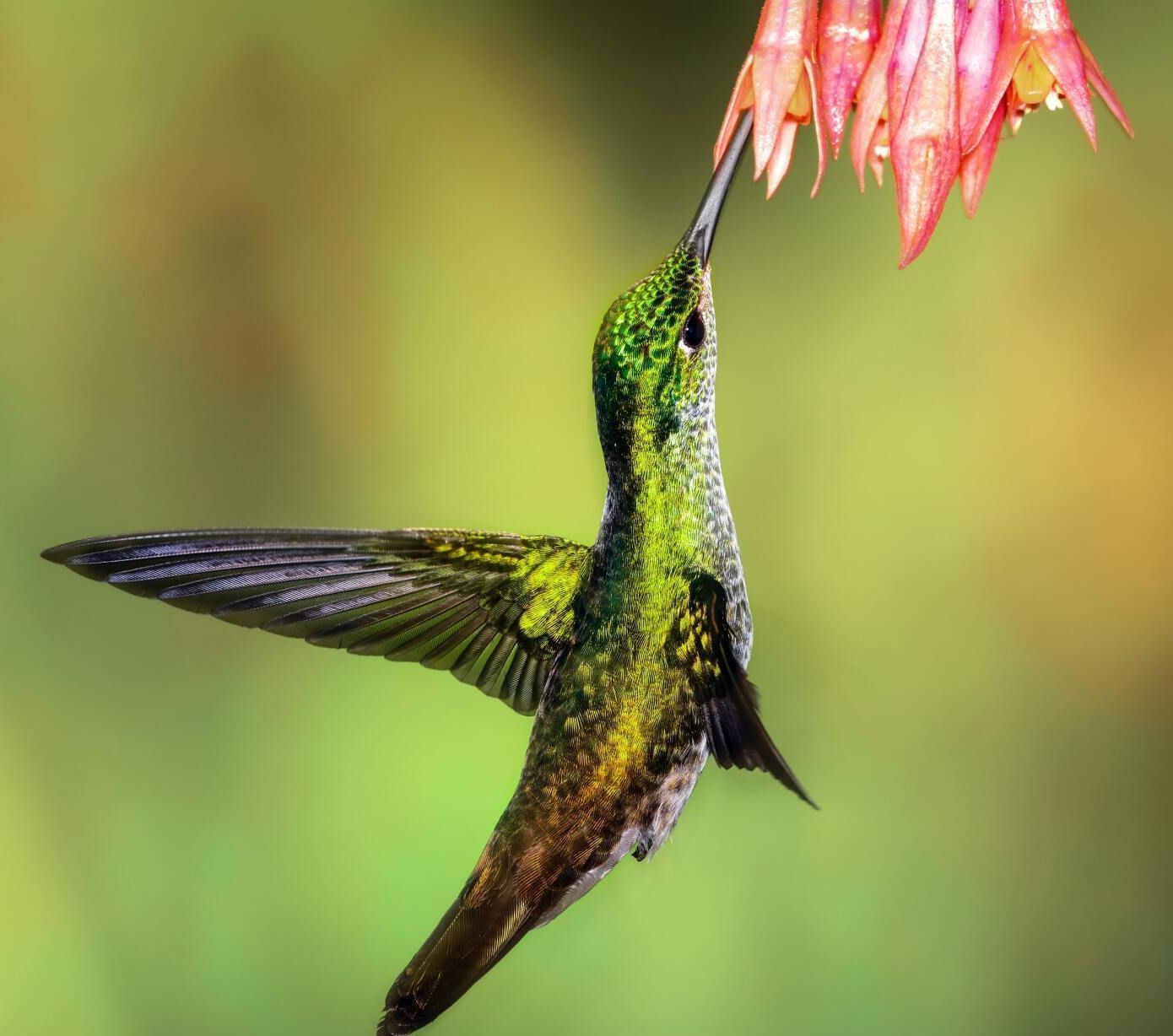 Green hummingbird hovering and feeding from a pink flower against a blurred green background