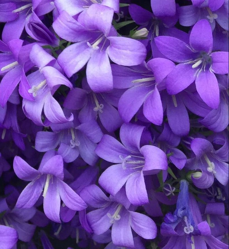 Purple bell-shaped flowers in a dense cluster, filling the frame.
