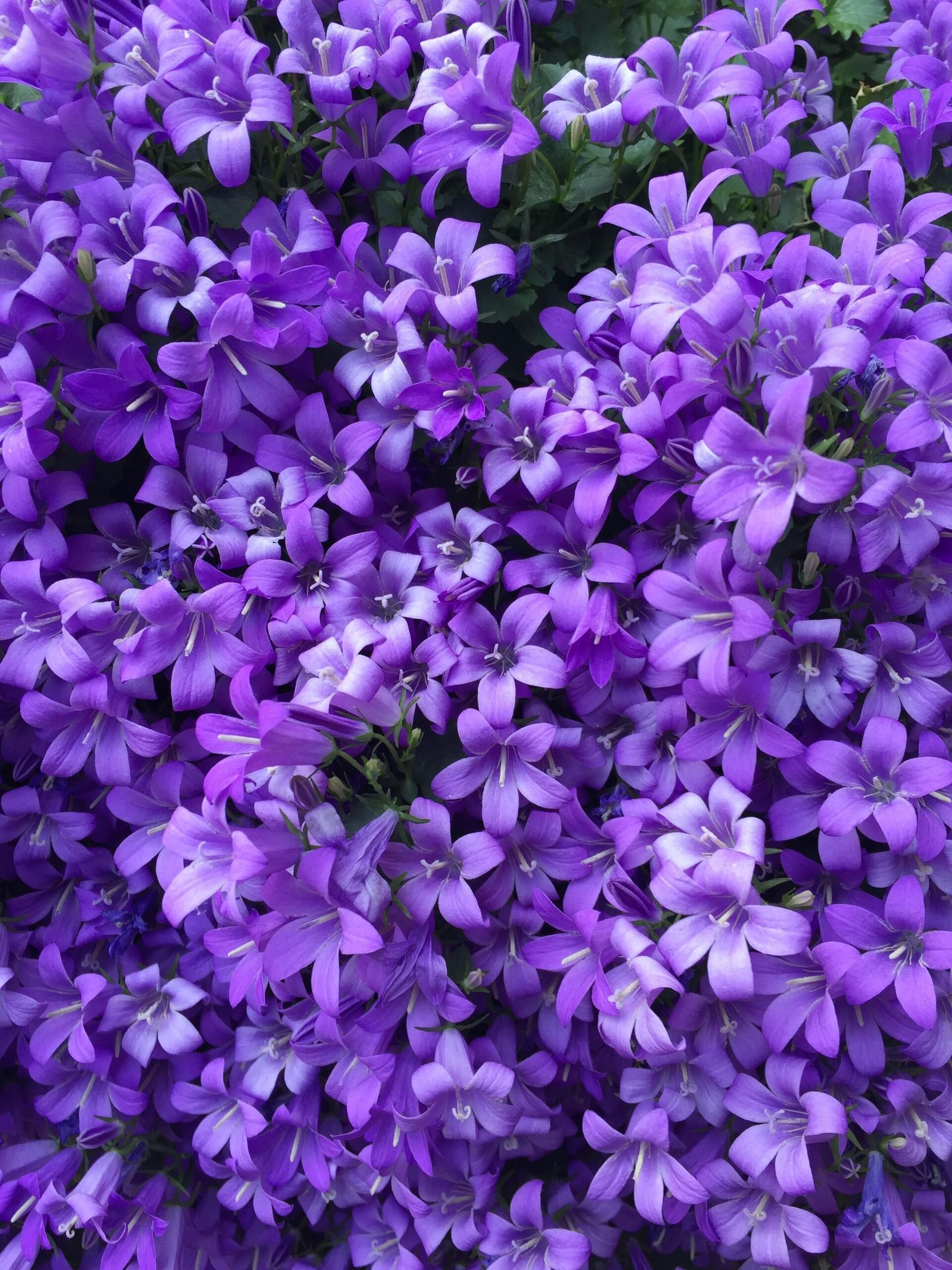 Dense cluster of small purple flowers filling the frame