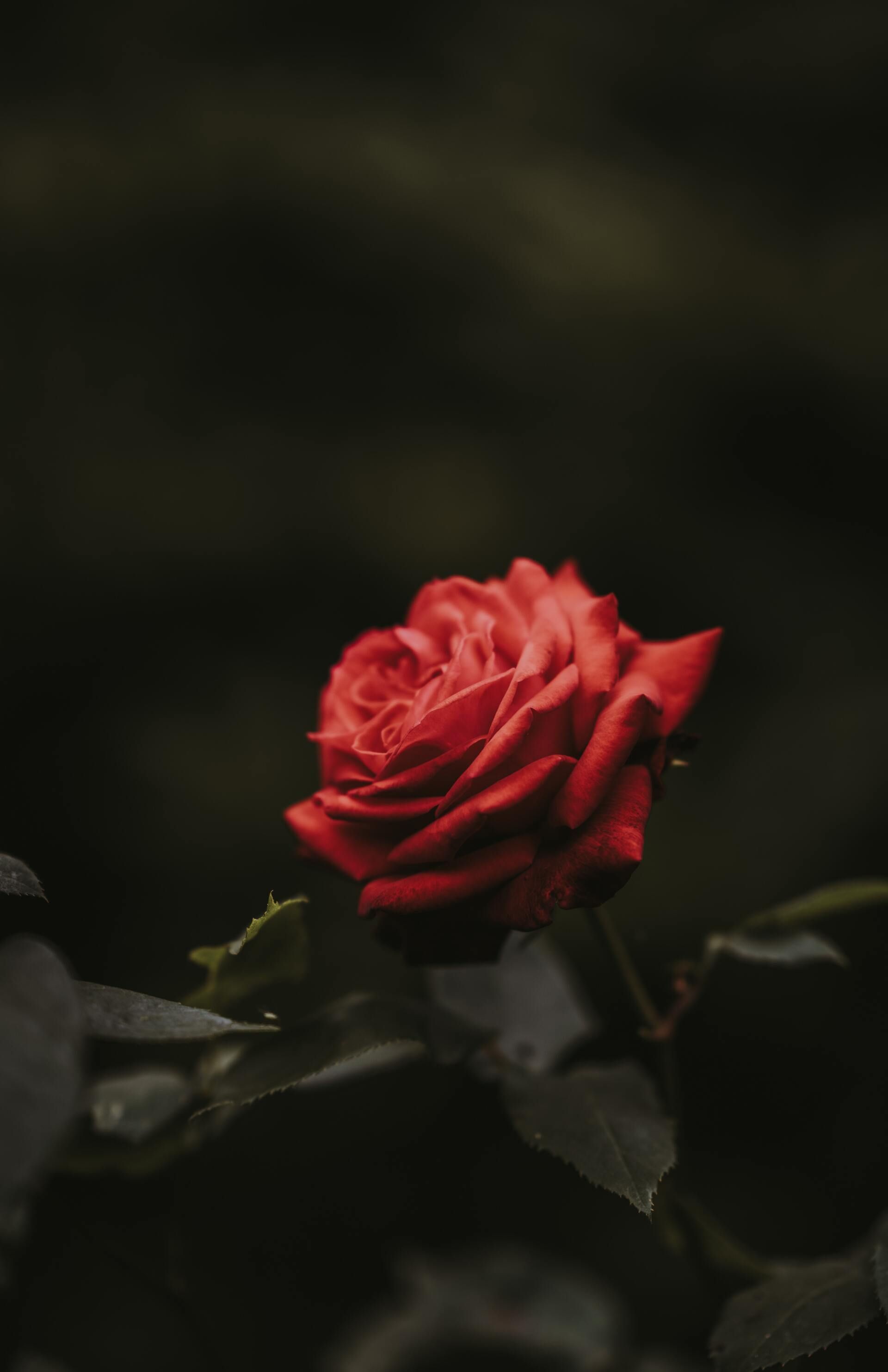 Red rose in bloom against a dark, blurred background