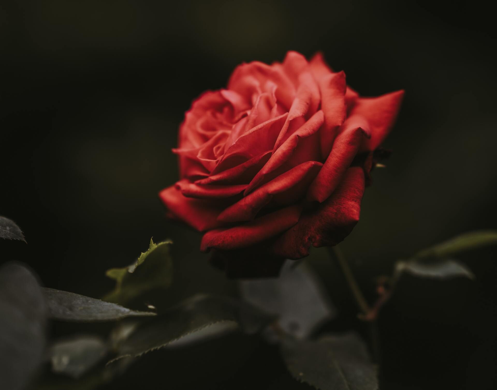 Red rose bloom against a dark, blurred background with green leaves
