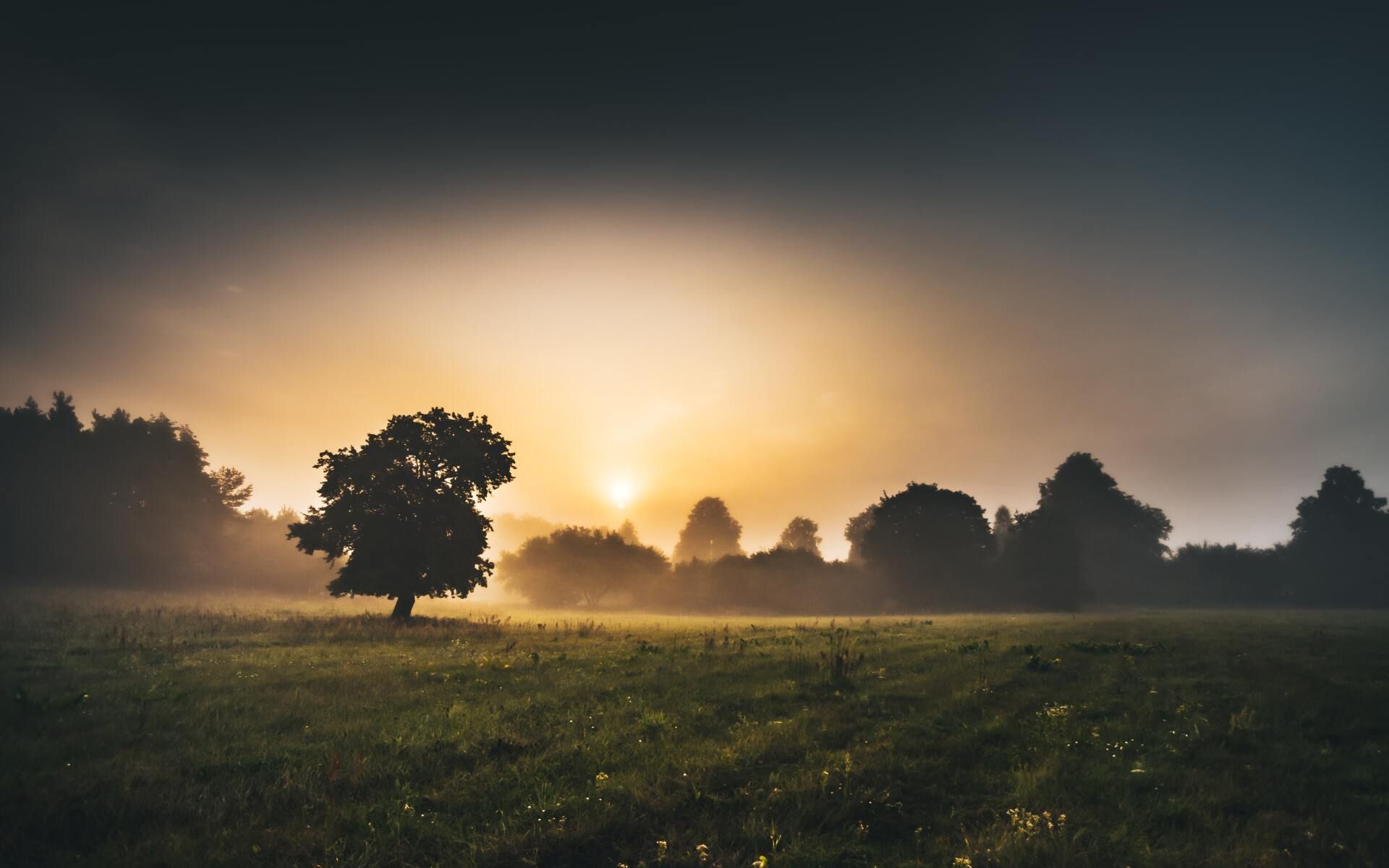 Sunrise over a misty field with silhouetted trees and soft golden light