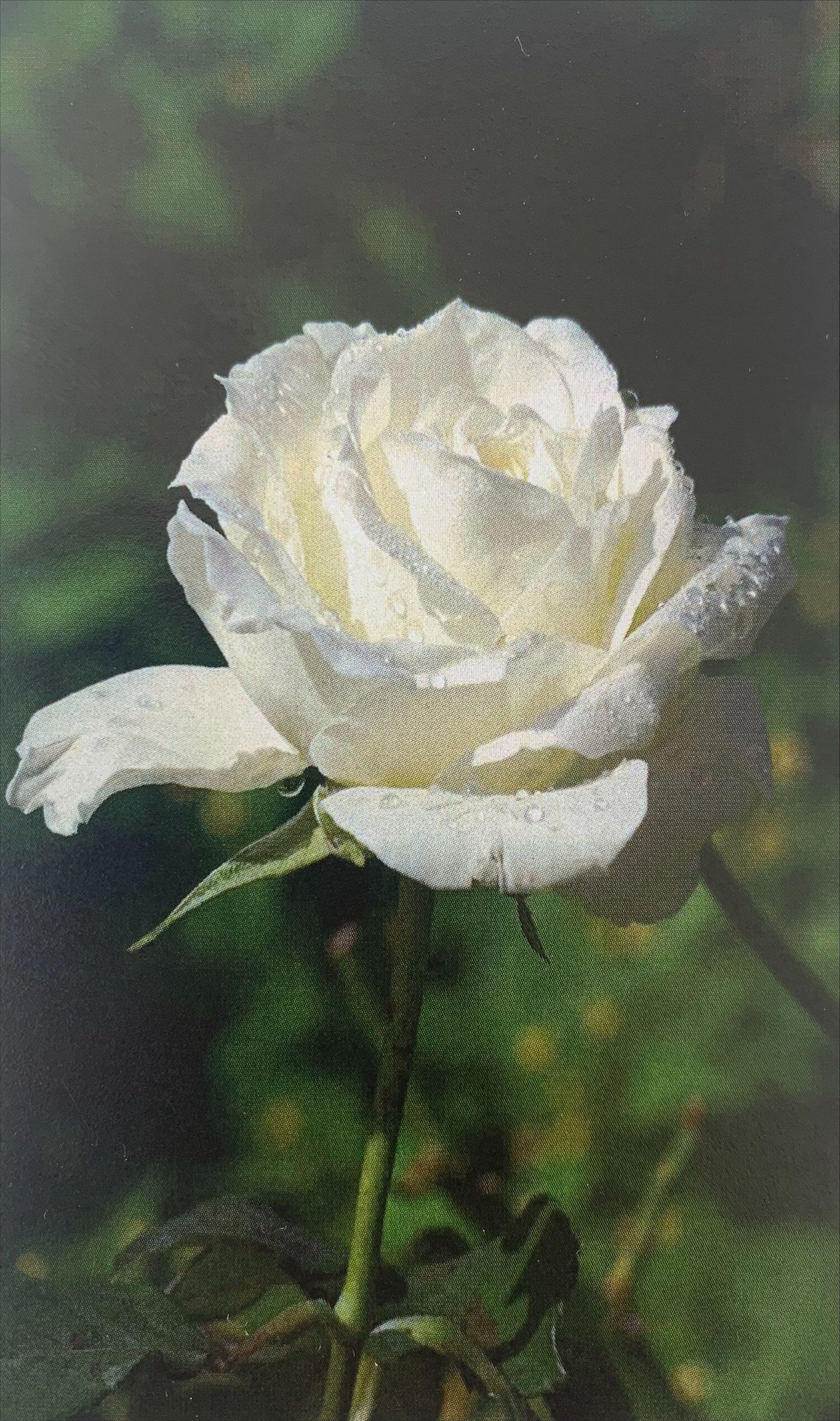 White rose bloom against a dark green blurred background